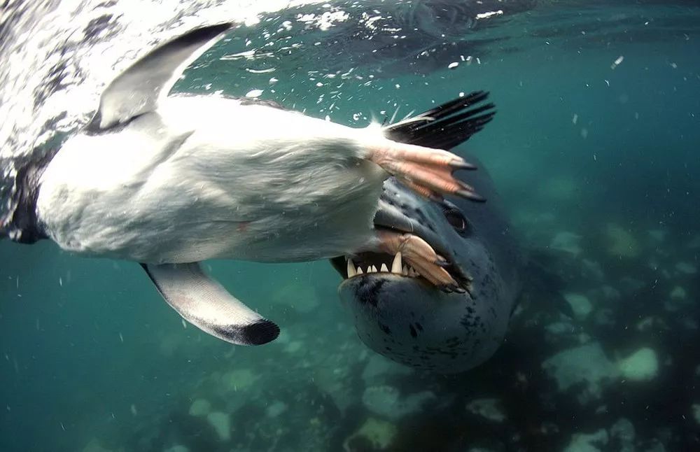 被北极熊追杀到水下23米,抓拍鲨鱼咬向自己的瞬间