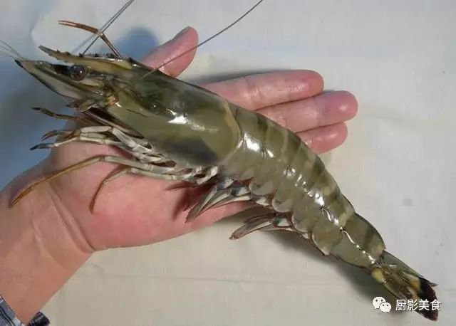 日本对虾与斑节虾的外观较为相似,主要的区别在于其尾部末端有蓝黄