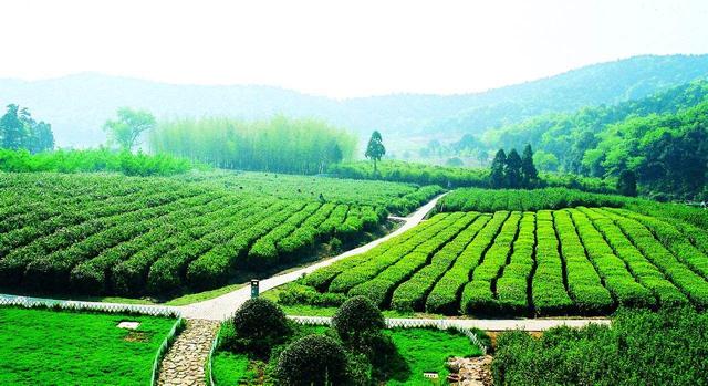 果树建园 生态果园的建设和模式