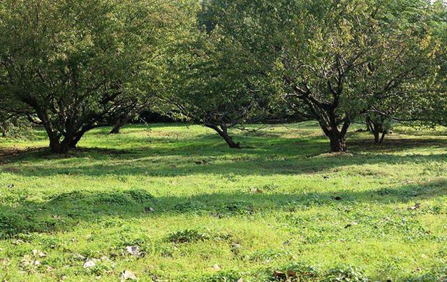 果树建园 生态果园的建设和模式