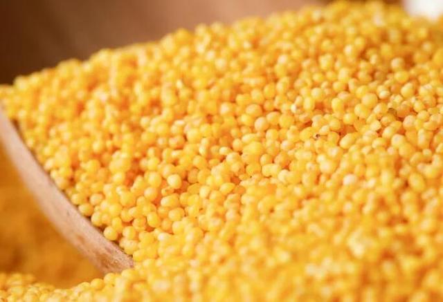 小米虽小,营养却大!黄小米有6大功效,如何挑选优质黄小米?