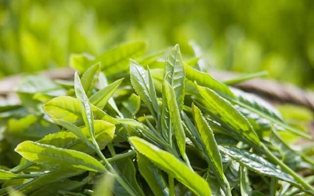 这都可以（各种茶类泡茶工具）各种茶类的区别，这三种茶类的相关知识，知道的并不多，预防医学最吃香的五个专业，