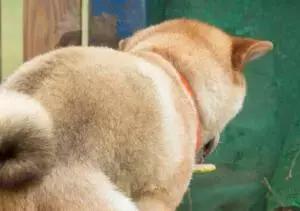 柴犬的屁股会说话?!请了解我可爱屁股背后的语言