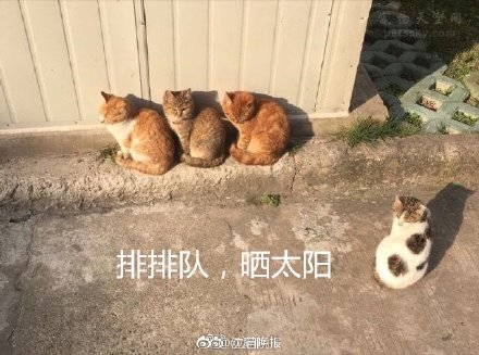 悲闻：江浙沪人民种的太阳又要去流浪了！