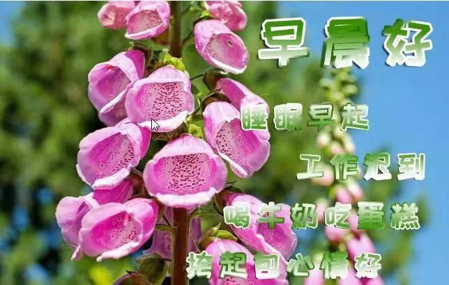 微信早安祝福问候语2019最新版 早上好祝福图片最新