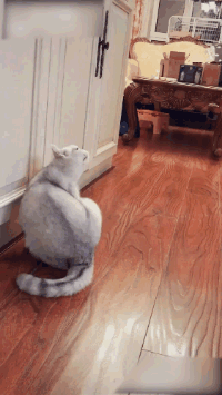 73384fab973641ae908963a0dbef5b71.gif