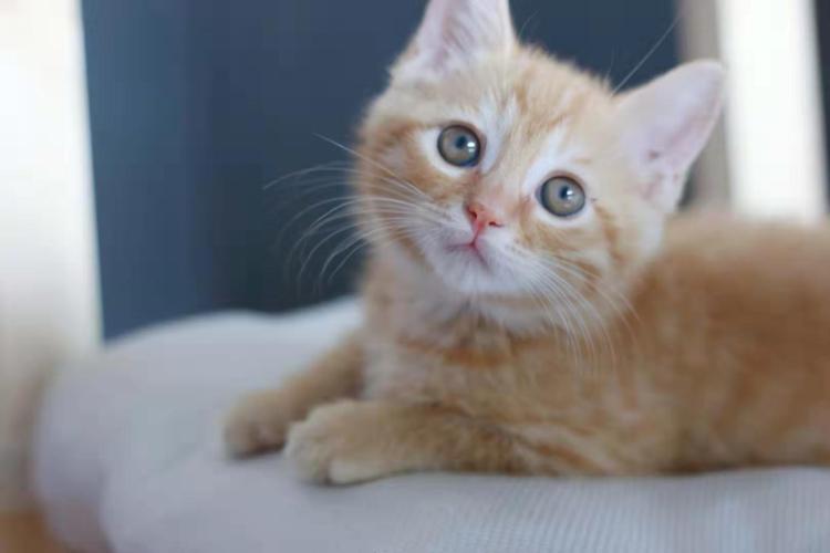 星巴克的“猫爪圣杯”生意