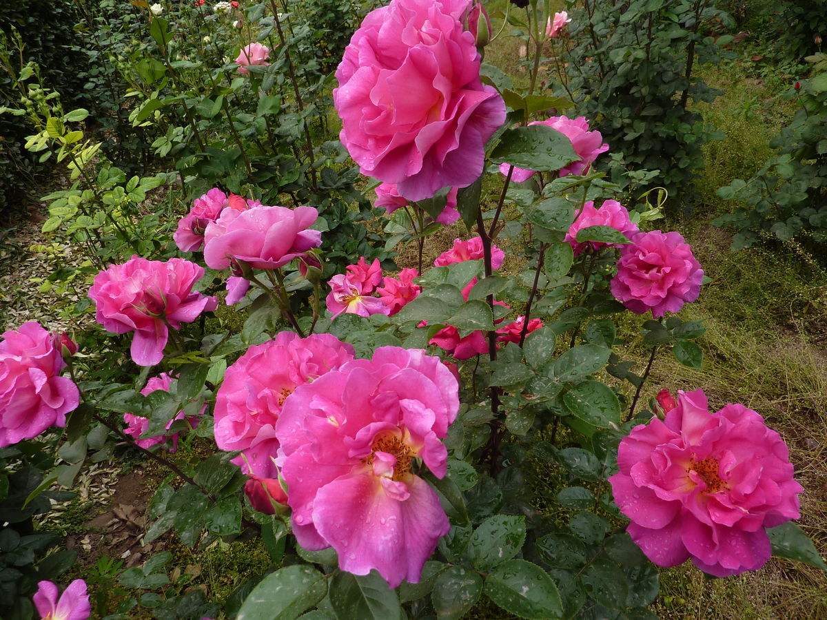 11f81c974732472ca9e929b4135ced71.jpg