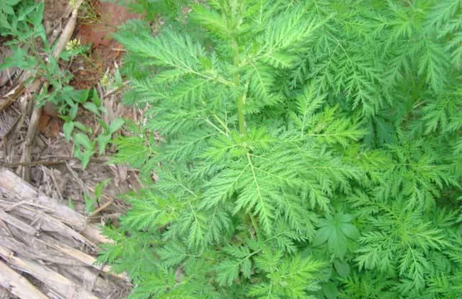 青蒿让中药的药物价值引人注目，那它终究有哪些摄生成效呢
