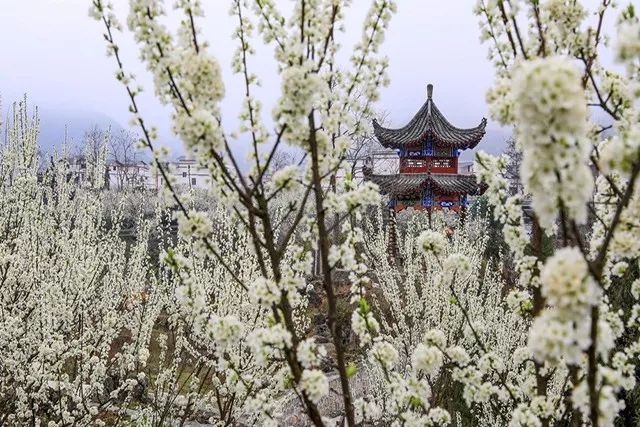 沿河第十届李花节将于3月23日在沙子南庄景区隆重举行