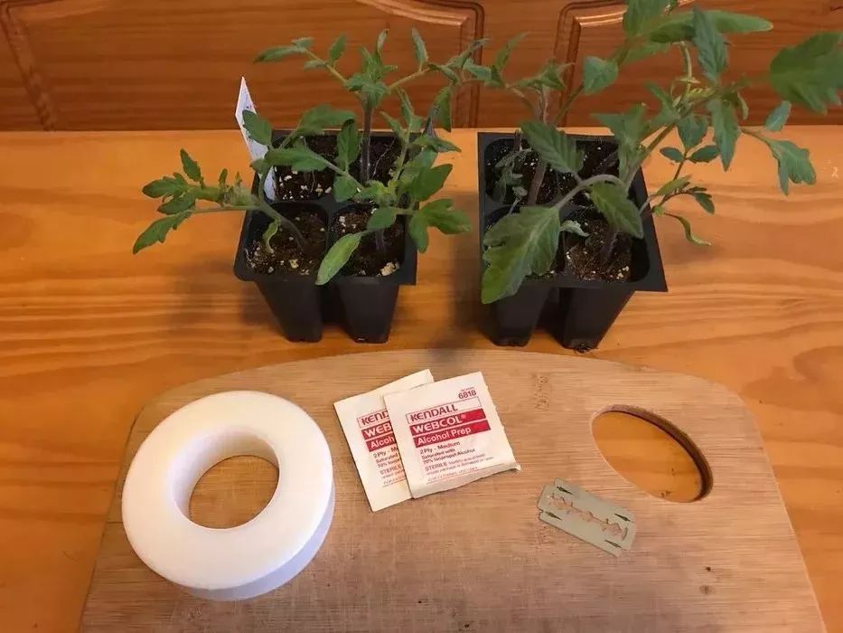 西红柿可以嫁接吗