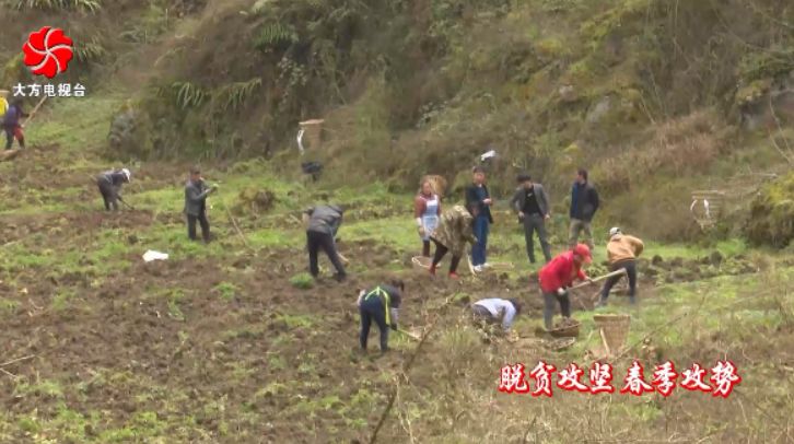 大方县雨冲乡鹏银村魔芋产业促增收