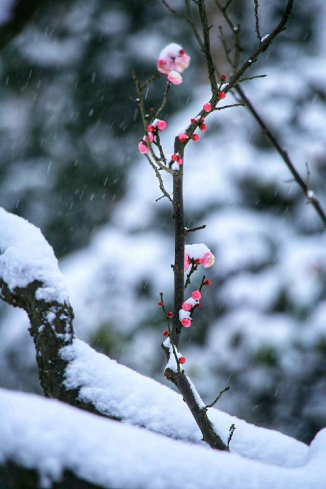 徐志摩诗歌雪花的快乐原创图片配乐