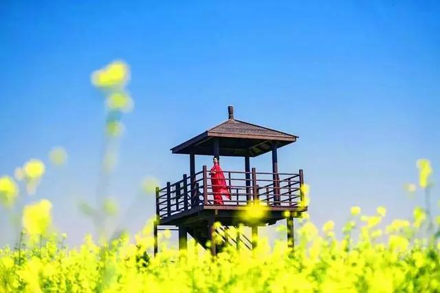 【赏万亩金色花海,览武功醉美古城】第四届武功古城油菜花旅游节盛大开幕啦!__凤凰网