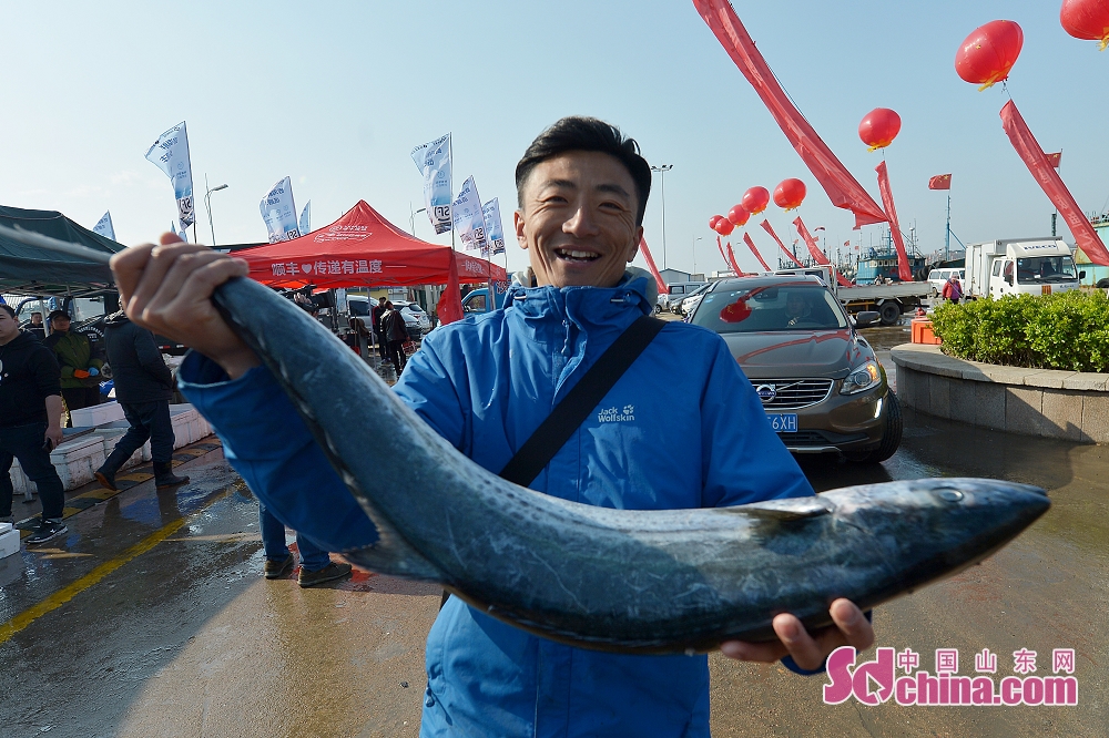 2019青岛崂山沙子口鲅鱼节启幕渔民展示10余斤重鲜鲅鱼