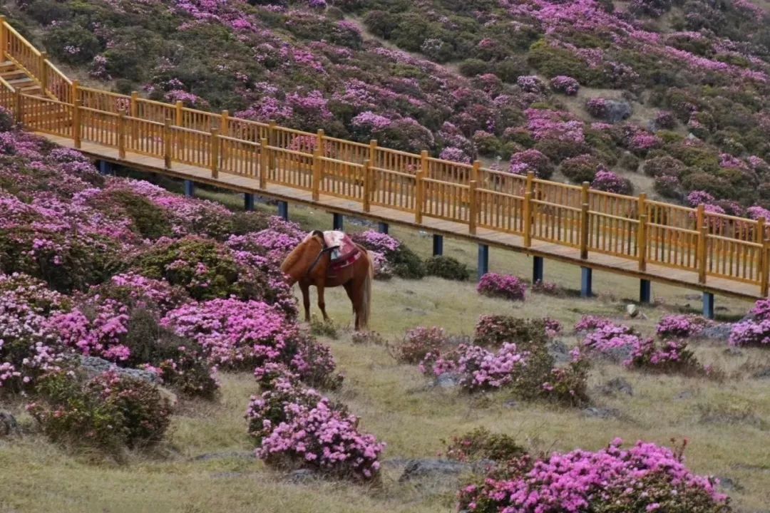 马鹿塘4000亩仙境花海,5月云南最美的地方,没有之一
