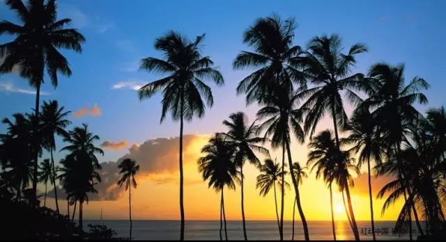在海南,你可知道椰子树有多重要?