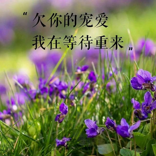 520“喜欢你”用周杰伦歌曲里的歌词怎么说?