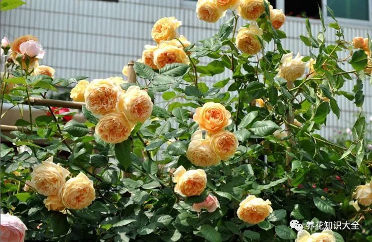 点击查看源网页