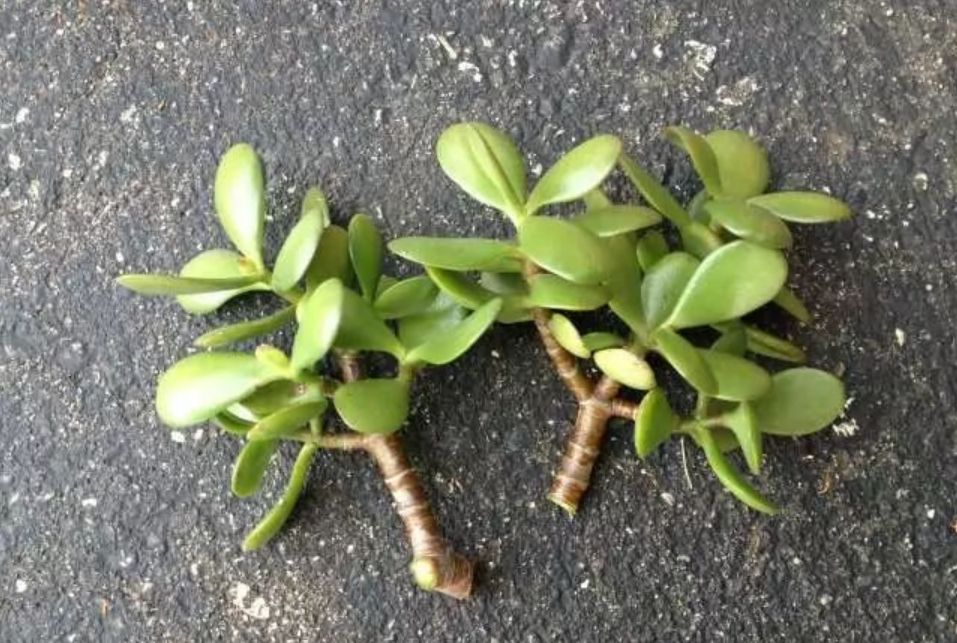 厚脸皮多肉植物养成肥厚的观赏盆栽摘片叶子剪段茎就能繁殖