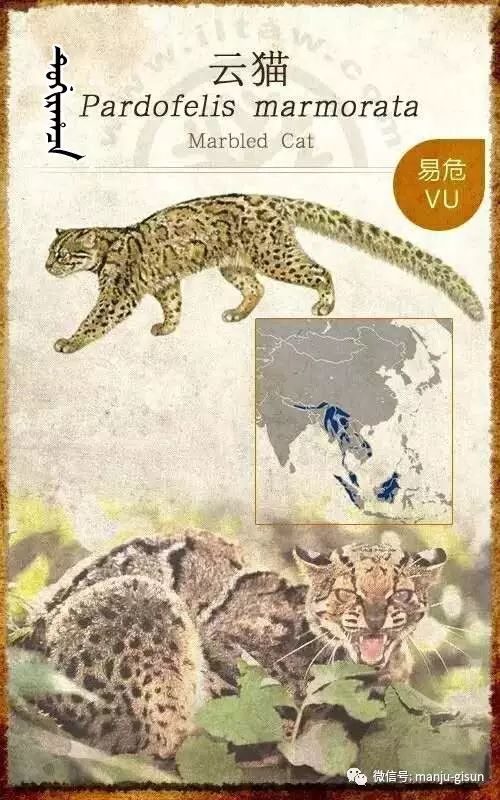 满文版本猫科动物图鉴