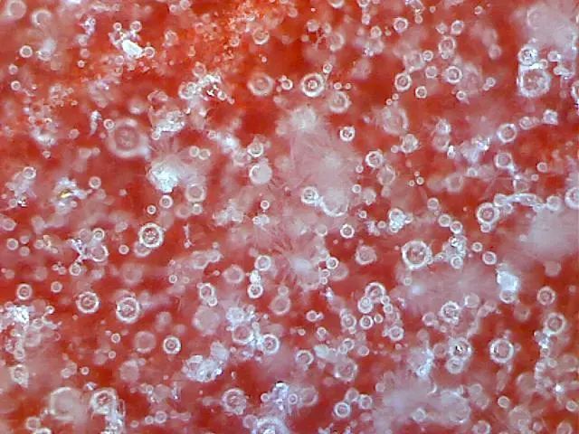 156、瓷器微观典型特征