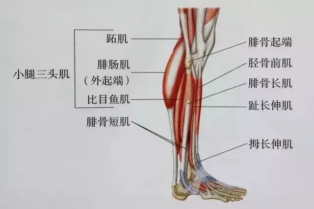 小腿拉伸18个姿势告别疙瘩腿就这么拉伸