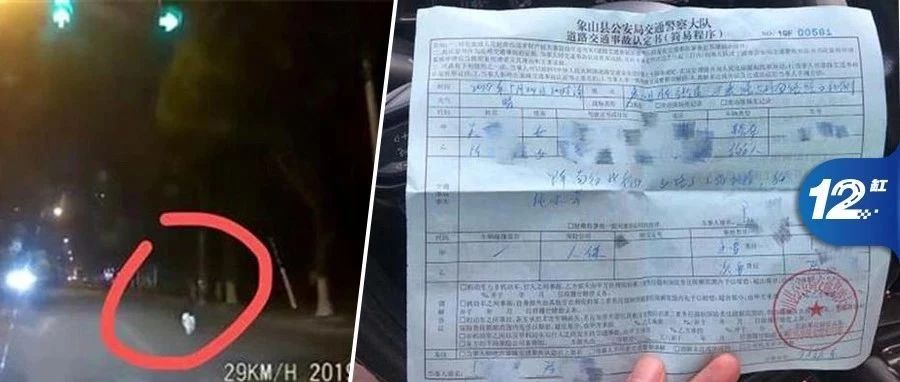 宠物狗冲出马路，司机刹车不及撞死要担主责？网友：很冤