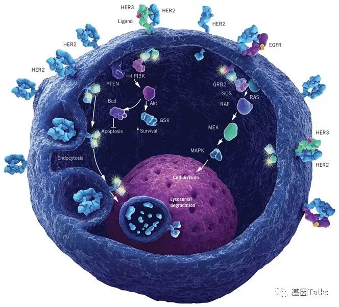 最新版生物标志物丨肿瘤常见分子标志物之her2