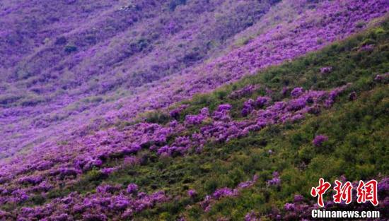 甘肃天祝县满山遍野盛开着紫杜鹃 宛如紫色地毯