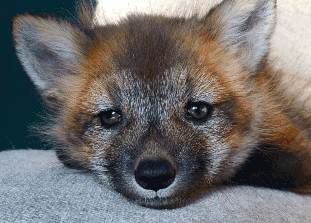 好奇宝宝 鬃狮蜥,很丑也不温柔的 非洲牛蛙