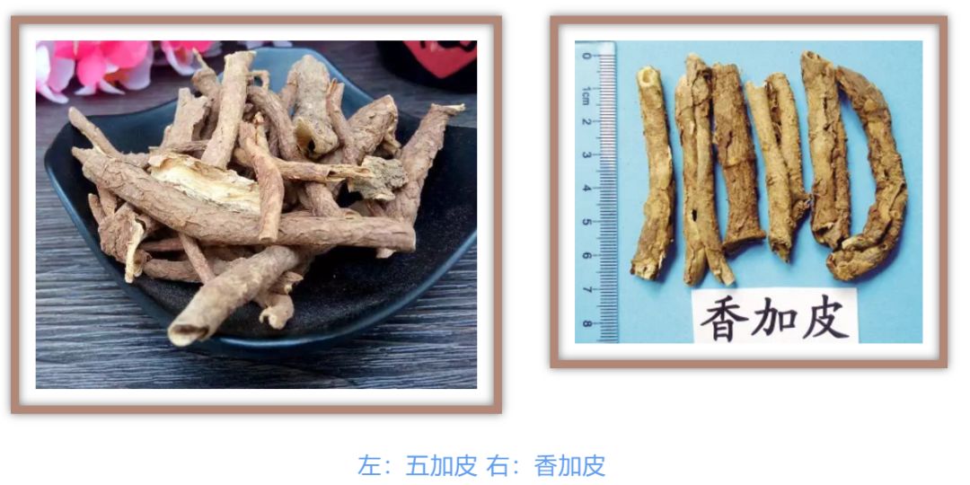 五加皮用于风湿痹病,筋骨痿软,小儿行迟,体虚乏力,水肿,脚气等;香加皮