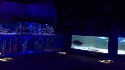 2019海豚音乐节和大海一起听 2019海豚音乐节和大海一起听