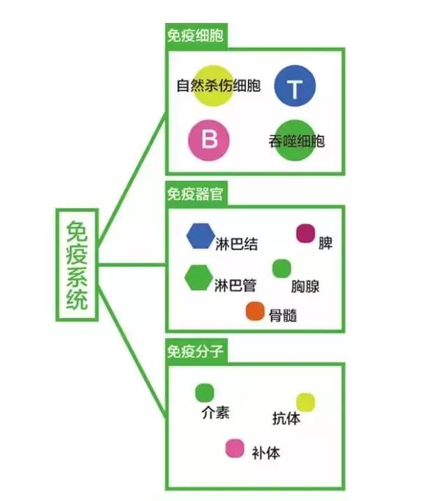 免疫因子CDN是什么？它在人体免疫系统中扮演什么角色？  第1张