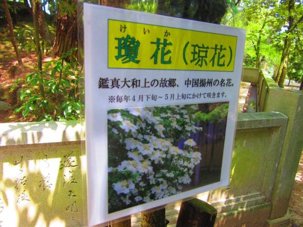 唐招提寺移植的扬州琼花
