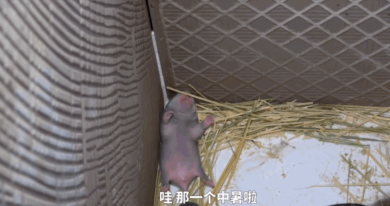 我居然在油管上见到了我的高中老师？