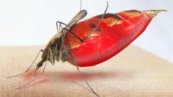 人们都十分讨厌的蚊子,它们为什么要吸血?是怎么吸血的!