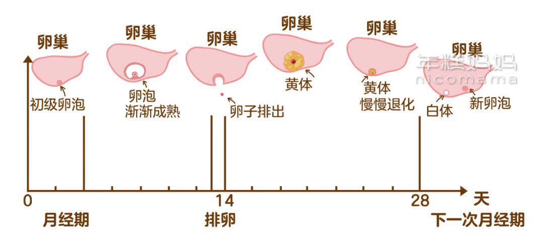 大姨妈前一周,这个部位很脆弱,你注意过吗?