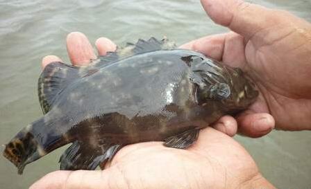 虫见愁丨石斑鱼白斑病发病快、死亡率高!提前防控是关键