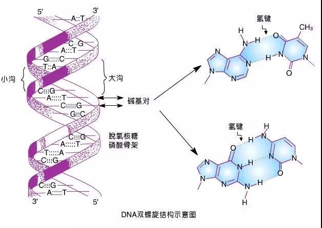 盛景基因:父母哪些基因会100%遗传给孩子,你的宝宝中招了吗?