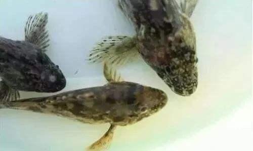 虫见愁丨石斑鱼白斑病发病快、死亡率高!提前防控是关键