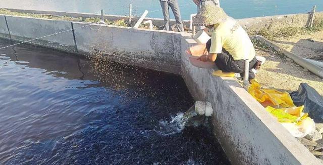 虫见愁丨石斑鱼白斑病发病快、死亡率高!提前防控是关键