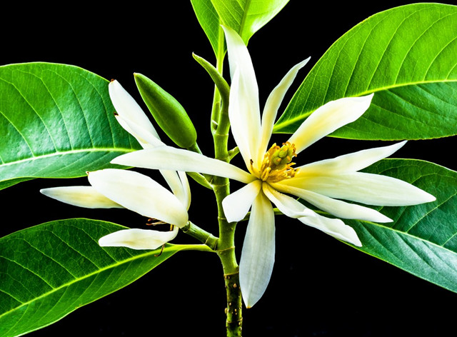 庭院十大香花树,你喜欢哪一种?