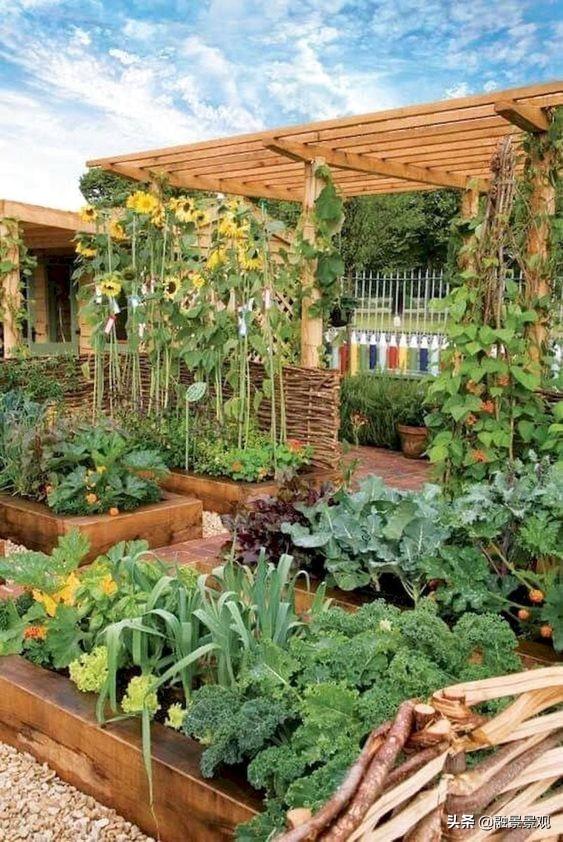 人家别墅是花园,我家是菜园