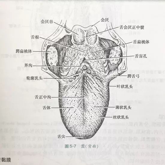 主要分为丝状乳头,菌状乳头,叶状乳头,轮廓乳头4