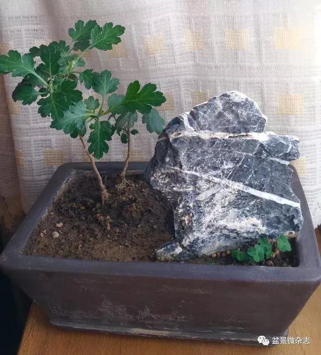 「盆景万象」新颖的小盆栽