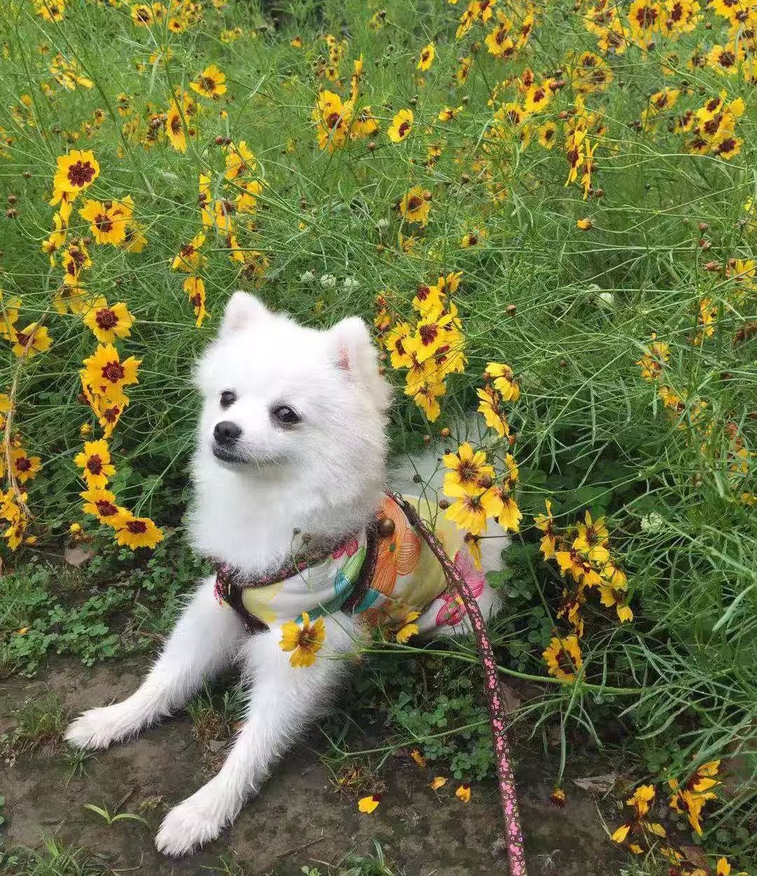 一看就会（柴门闻犬吠风雪夜归人全诗）柴门闻犬吠风雪夜归人出自哪首五言绝句 第1张