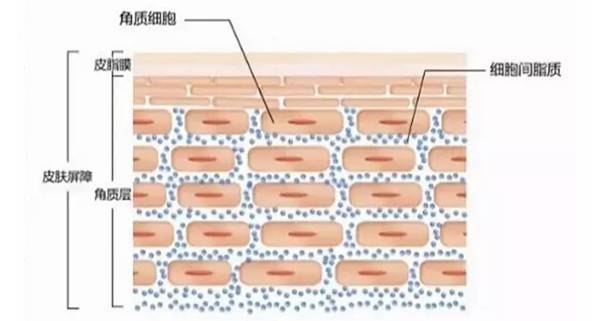 皮肤干燥大作战，Fighting!