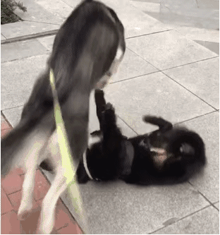 永不为奴的哈士奇,这次打架终于不是赢在表情包了