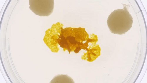潮科技 | 人类花百年规划设计的铁路网，这些无脑生物26小时就搞定了